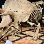 los-fosiles-de-dinosaurio-mucho-mas-conocidos
